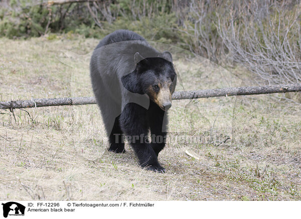 American black bear / FF-12296