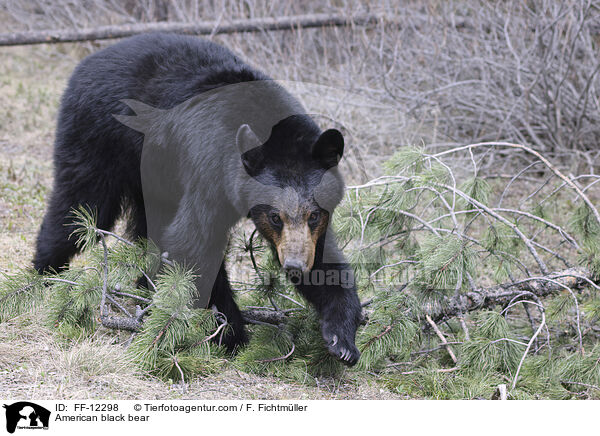 Amerikanischer Schwarzbr / American black bear / FF-12298