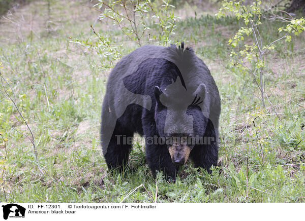 Amerikanischer Schwarzbr / American black bear / FF-12301