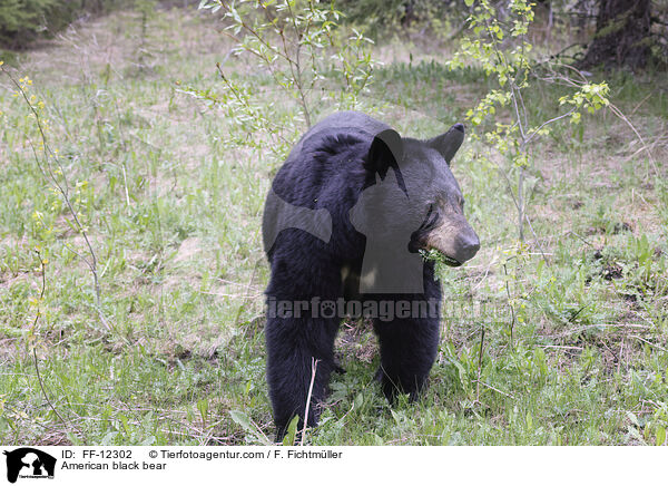 Amerikanischer Schwarzbr / American black bear / FF-12302