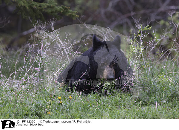 Amerikanischer Schwarzbr / American black bear / FF-12306