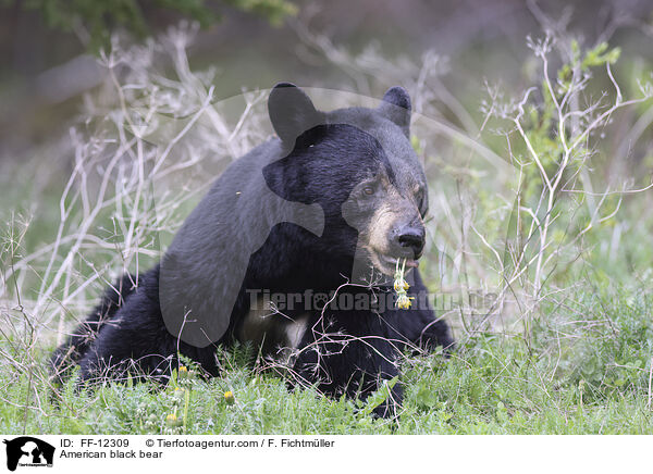 American black bear / FF-12309