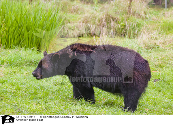American black bear / PW-13911