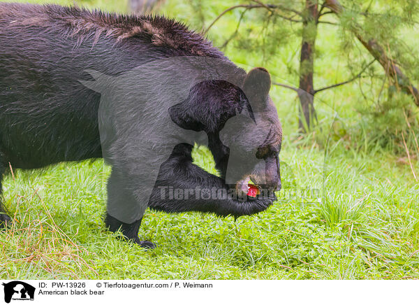 American black bear / PW-13926