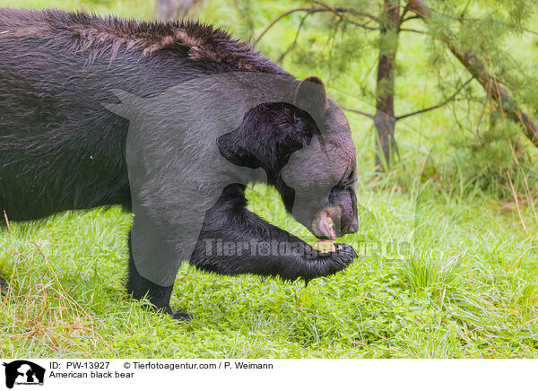 American black bear / PW-13927