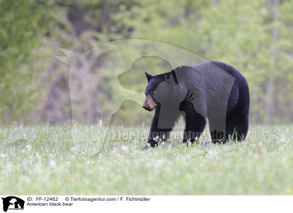 Amerikanischer Schwarzbr / American black bear / FF-12462