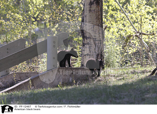 American black bears / FF-12467