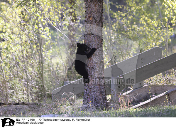 American black bear / FF-12468