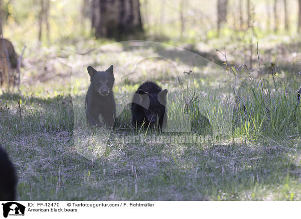 American black bears / FF-12470