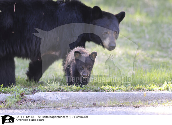 Amerikanische Schwarzbren / American black bears / FF-12472
