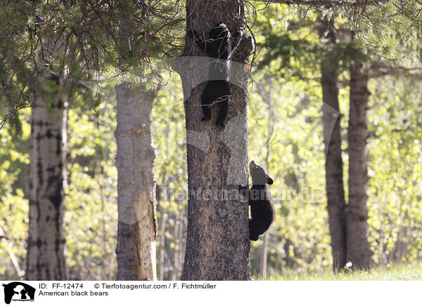 Amerikanische Schwarzbren / American black bears / FF-12474