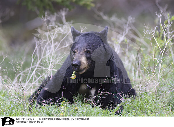 Amerikanischer Schwarzbr / American black bear / FF-12478