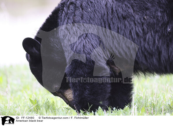 Amerikanischer Schwarzbr / American black bear / FF-12480