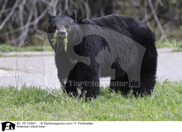 Amerikanischer Schwarzbr / American black bear / FF-12481
