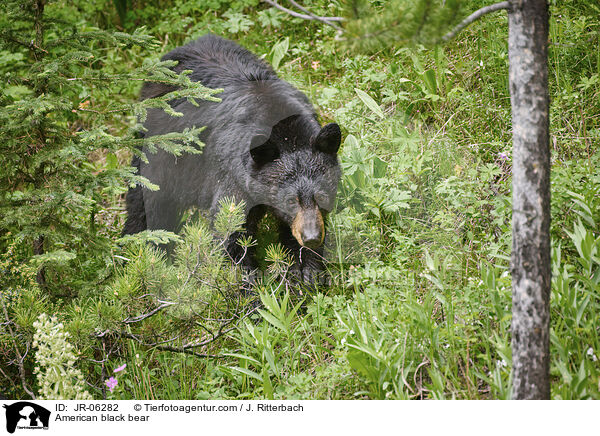 American black bear / JR-06282