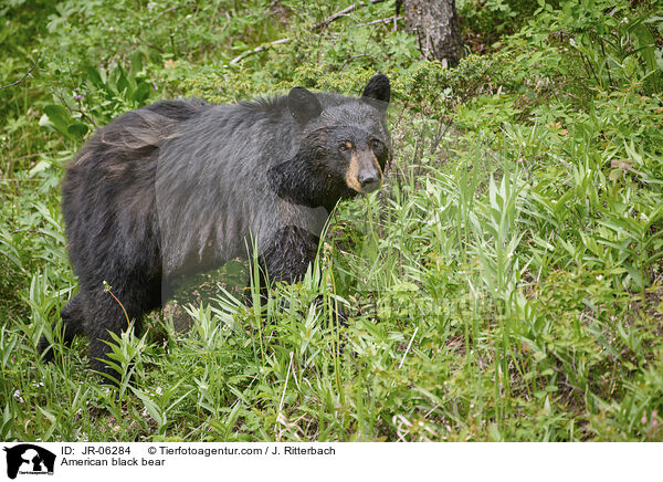 American black bear / JR-06284