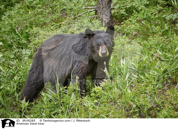 American black bear / JR-06285