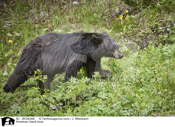 American black bear / JR-06288