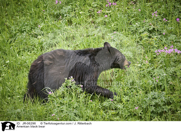 American black bear / JR-06296