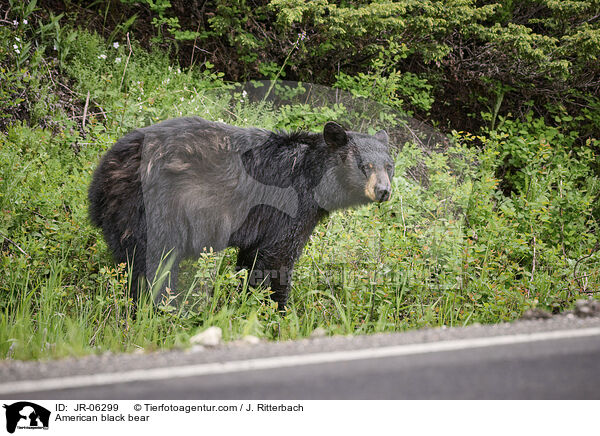 American black bear / JR-06299