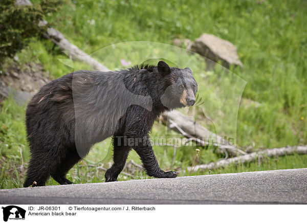 American black bear / JR-06301