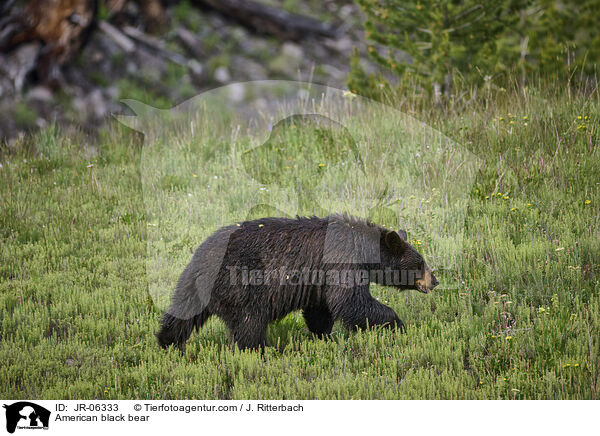 American black bear / JR-06333