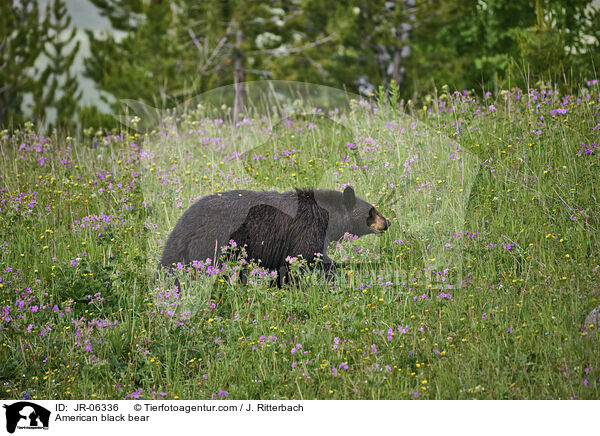 American black bear / JR-06336