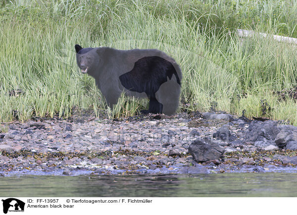 Amerikanischer Schwarzbr / American black bear / FF-13957