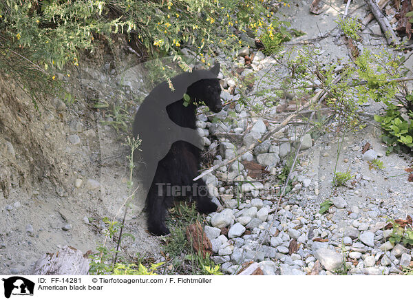 Amerikanischer Schwarzbr / American black bear / FF-14281