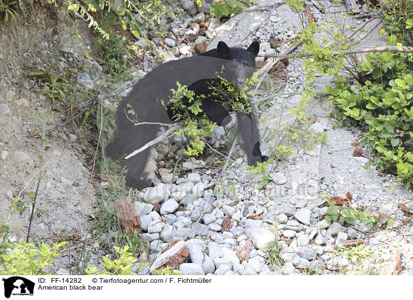 Amerikanischer Schwarzbr / American black bear / FF-14282