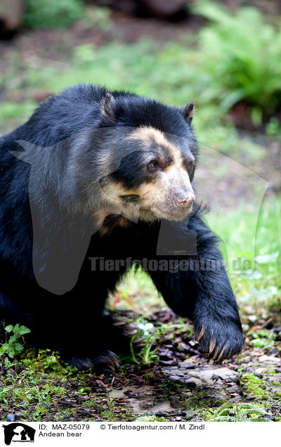 Brillenbr / Andean bear / MAZ-05079