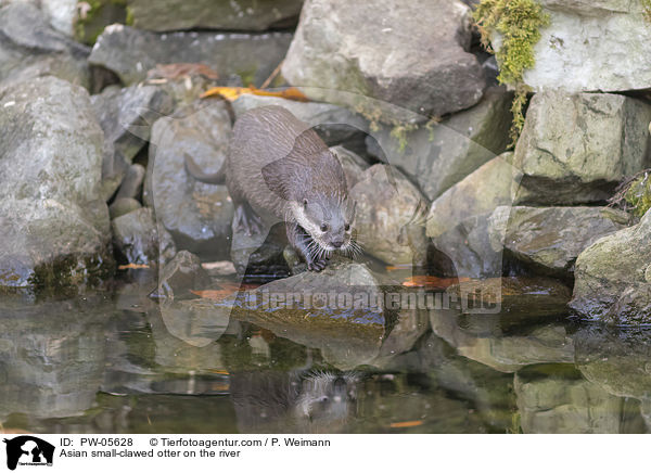 Asian small-clawed otter on the river / PW-05628