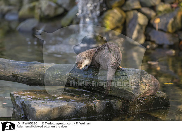 Asian small-clawed otter on the river / PW-05636
