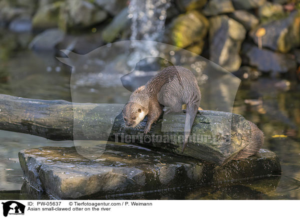 Asian small-clawed otter on the river / PW-05637