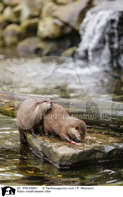 Asian small-clawed otter / PW-09861