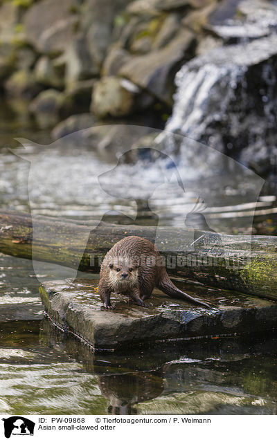 Asian small-clawed otter / PW-09868