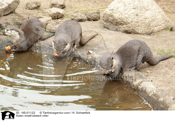Asian small-clawed otter / HS-01122