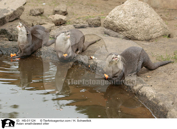Asian small-clawed otter / HS-01124