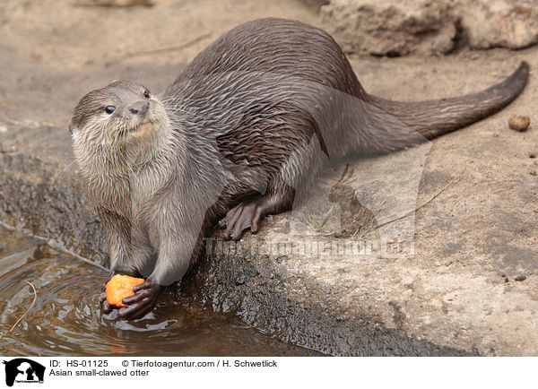 Asian small-clawed otter / HS-01125