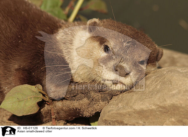 Asian small-clawed otter / HS-01126