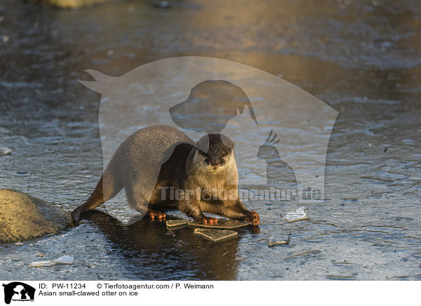 Asian small-clawed otter on ice / PW-11234