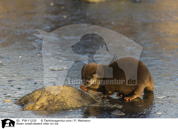 Asian small-clawed otter on ice / PW-11235