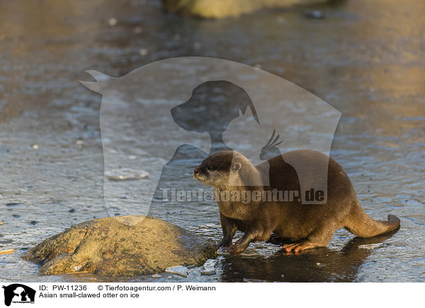 Asian small-clawed otter on ice / PW-11236