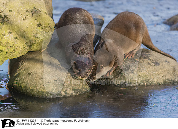 Asian small-clawed otter on ice / PW-11237