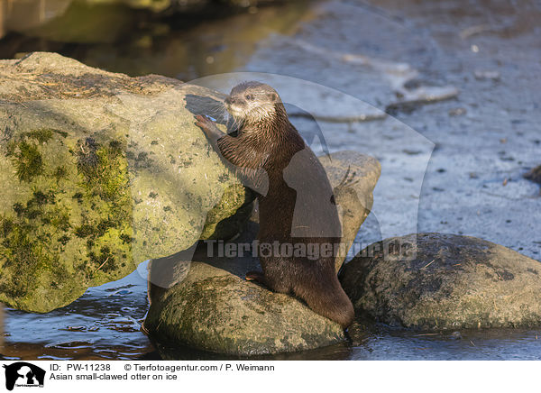 Asian small-clawed otter on ice / PW-11238