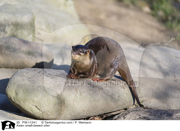 Asian small-clawed otter / PW-11241