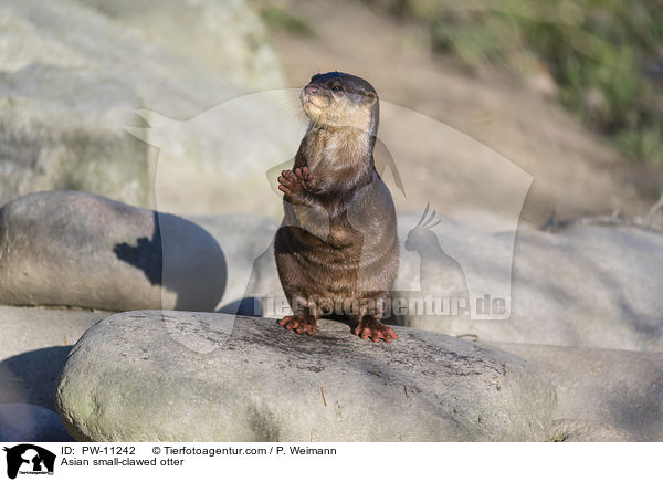 Asian small-clawed otter / PW-11242