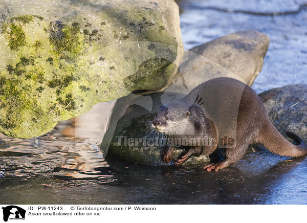 Asian small-clawed otter on ice / PW-11243