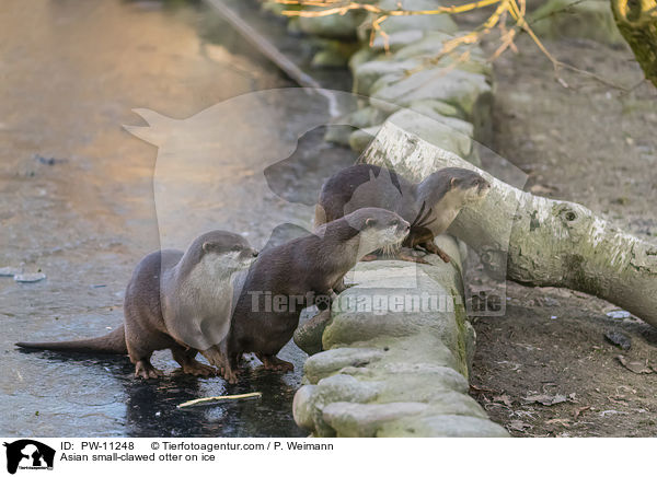Asian small-clawed otter on ice / PW-11248