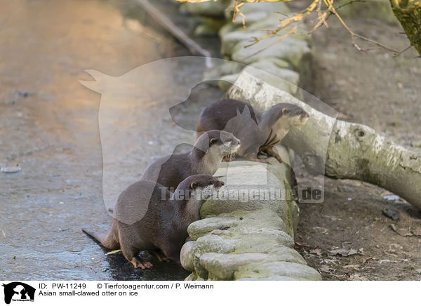 Asian small-clawed otter on ice / PW-11249